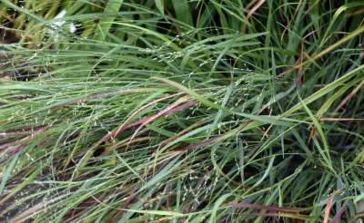 Wyjątkowy ogród: rośliny biblijne i... in vitro - zdjęcie 19