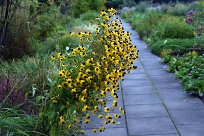 Wyjątkowy ogród: rośliny biblijne i... in vitro - zdjęcie 21