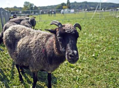 We wrześniu takie klimaty na Błoniach: konie, kury, owce... - zdjęcie 23