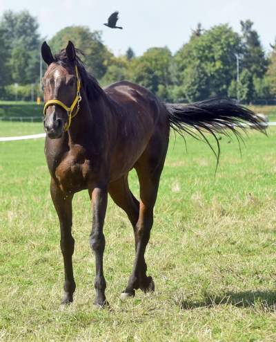 We wrześniu takie klimaty na Błoniach: konie, kury, owce... - zdjęcie 8