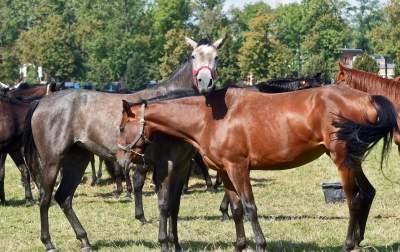 We wrześniu takie klimaty na Błoniach: konie, kury, owce... - zdjęcie 7