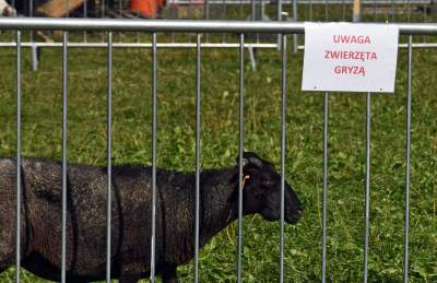 We wrześniu takie klimaty na Błoniach: konie, kury, owce... - zdjęcie 14
