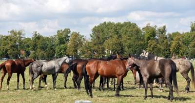 We wrześniu takie klimaty na Błoniach: konie, kury, owce... - zdjęcie 1