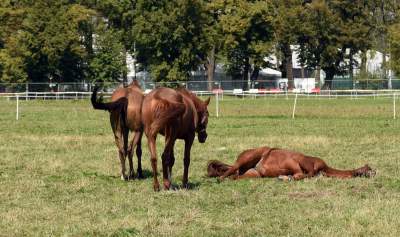 We wrześniu takie klimaty na Błoniach: konie, kury, owce... - zdjęcie 4