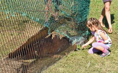 We wrześniu takie klimaty na Błoniach: konie, kury, owce... - zdjęcie 21
