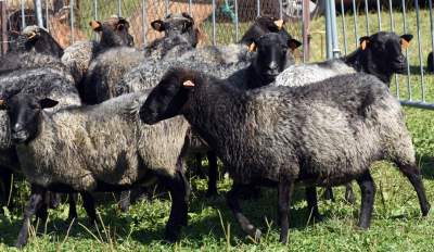 We wrześniu takie klimaty na Błoniach: konie, kury, owce... - zdjęcie 13