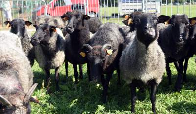 We wrześniu takie klimaty na Błoniach: konie, kury, owce... - zdjęcie 17