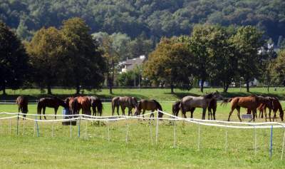 We wrześniu takie klimaty na Błoniach: konie, kury, owce... - zdjęcie 12