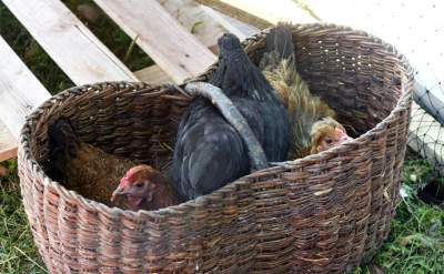 We wrześniu takie klimaty na Błoniach: konie, kury, owce... - zdjęcie 20