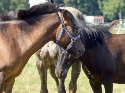 We wrześniu takie klimaty na Błoniach: konie, kury, owce... - zdjęcie 5