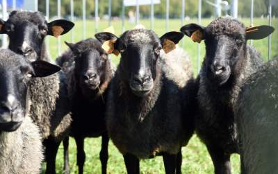 We wrześniu takie klimaty na Błoniach: konie, kury, owce... - zdjęcie 16