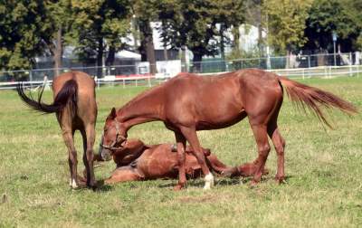 We wrześniu takie klimaty na Błoniach: konie, kury, owce... - zdjęcie 3