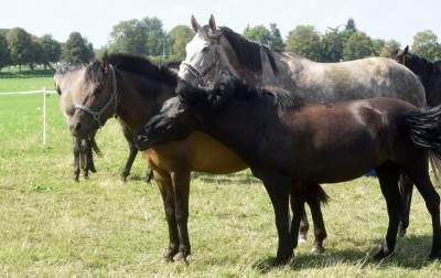 We wrześniu takie klimaty na Błoniach: konie, kury, owce... - zdjęcie 10