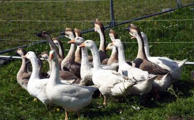 We wrześniu takie klimaty na Błoniach: konie, kury, owce... - zdjęcie 24