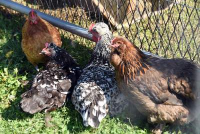 We wrześniu takie klimaty na Błoniach: konie, kury, owce... - zdjęcie 18