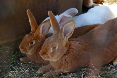 We wrześniu takie klimaty na Błoniach: konie, kury, owce... - zdjęcie 19