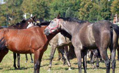 We wrześniu takie klimaty na Błoniach: konie, kury, owce... - zdjęcie 6