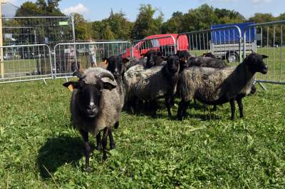 We wrześniu takie klimaty na Błoniach: konie, kury, owce... - zdjęcie 15