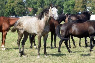 We wrześniu takie klimaty na Błoniach: konie, kury, owce... - zdjęcie 11