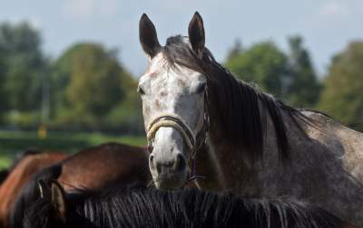 We wrześniu takie klimaty na Błoniach: konie, kury, owce... - zdjęcie 9