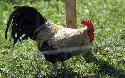 We wrześniu takie klimaty na Błoniach: konie, kury, owce... - zdjęcie 22