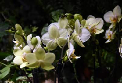 Kapitalna wystawa niezwykłych roślin - zdjęcie 20