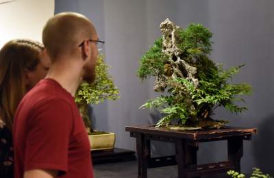 Kapitalna wystawa niezwykłych roślin - zdjęcie 14