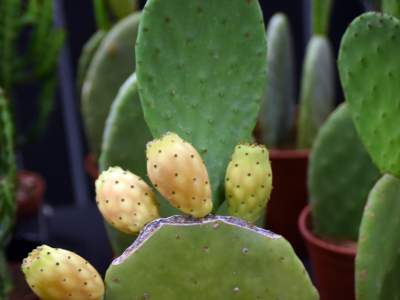 Kapitalna wystawa niezwykłych roślin - zdjęcie 22