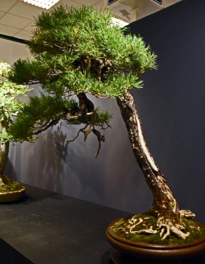 Kapitalna wystawa niezwykłych roślin - zdjęcie 9