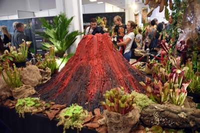 Kapitalna wystawa niezwykłych roślin - zdjęcie 7