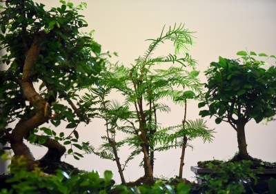 Kapitalna wystawa niezwykłych roślin - zdjęcie 32