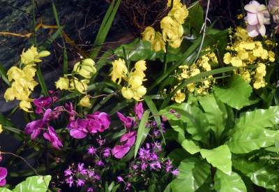 Kapitalna wystawa niezwykłych roślin - zdjęcie 33