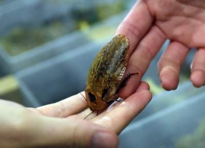 Kapitalna wystawa niezwykłych roślin - zdjęcie 28