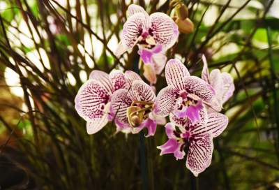 Kapitalna wystawa niezwykłych roślin - zdjęcie 18