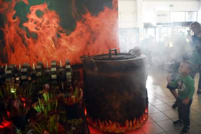 Kapitalna wystawa niezwykłych roślin - zdjęcie 16