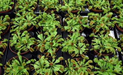 Kapitalna wystawa niezwykłych roślin - zdjęcie 24