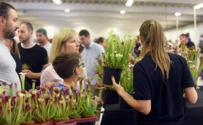 Kapitalna wystawa niezwykłych roślin - zdjęcie 31