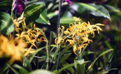 Kapitalna wystawa niezwykłych roślin - zdjęcie 36