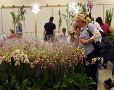 Kapitalna wystawa niezwykłych roślin - zdjęcie 21
