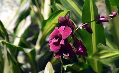 Kapitalna wystawa niezwykłych roślin - zdjęcie 17