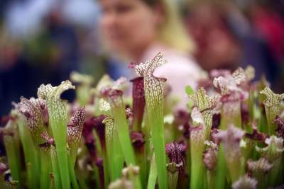Kapitalna wystawa niezwykłych roślin - zdjęcie 30
