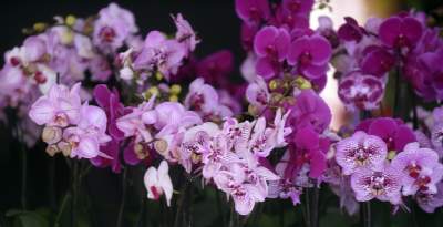 Kapitalna wystawa niezwykłych roślin - zdjęcie 39