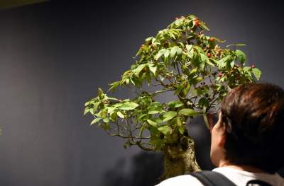 Kapitalna wystawa niezwykłych roślin - zdjęcie 11