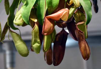 Kapitalna wystawa niezwykłych roślin - zdjęcie 25