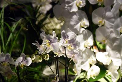 Kapitalna wystawa niezwykłych roślin - zdjęcie 13