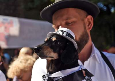 Dlaczego ludzie tak bardzo lubią ubierać jamniki? - zdjęcie 10