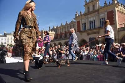 Dlaczego ludzie tak bardzo lubią ubierać jamniki? - zdjęcie 43
