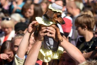 Dlaczego ludzie tak bardzo lubią ubierać jamniki? - zdjęcie 25