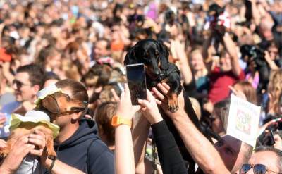 Dlaczego ludzie tak bardzo lubią ubierać jamniki? - zdjęcie 27