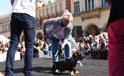Dlaczego ludzie tak bardzo lubią ubierać jamniki? - zdjęcie 31